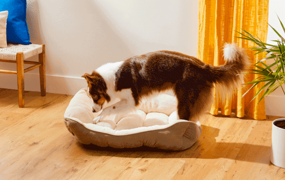 ¿Por qué los perros cavan en sus camas?