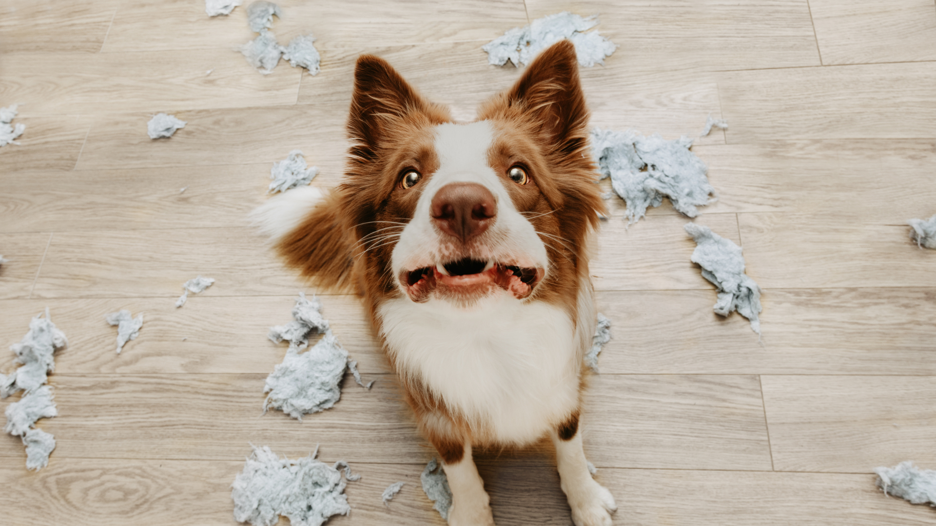 ¿Por qué mi perro destruye su cama? Descubre las causas y soluciones