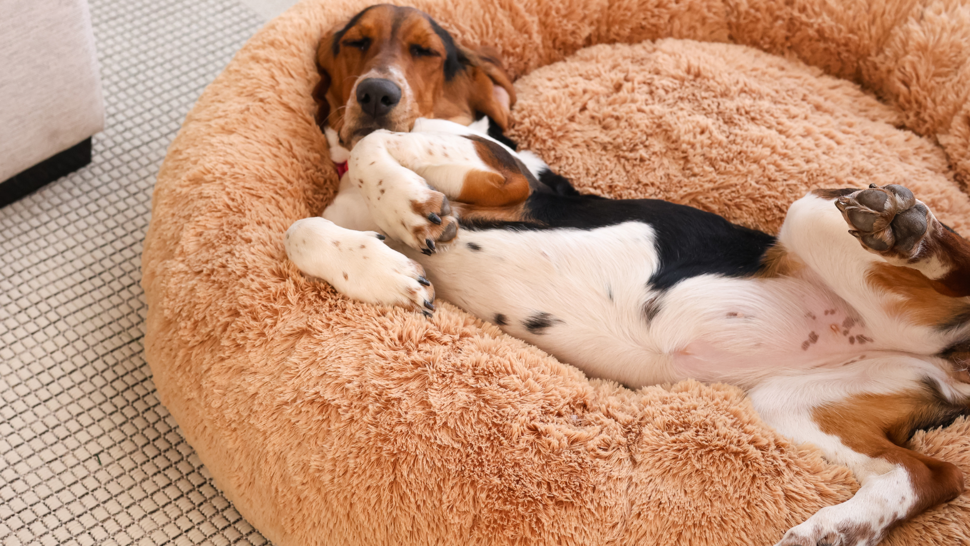 ¿Por qué los perros aman las camas tipo nido?