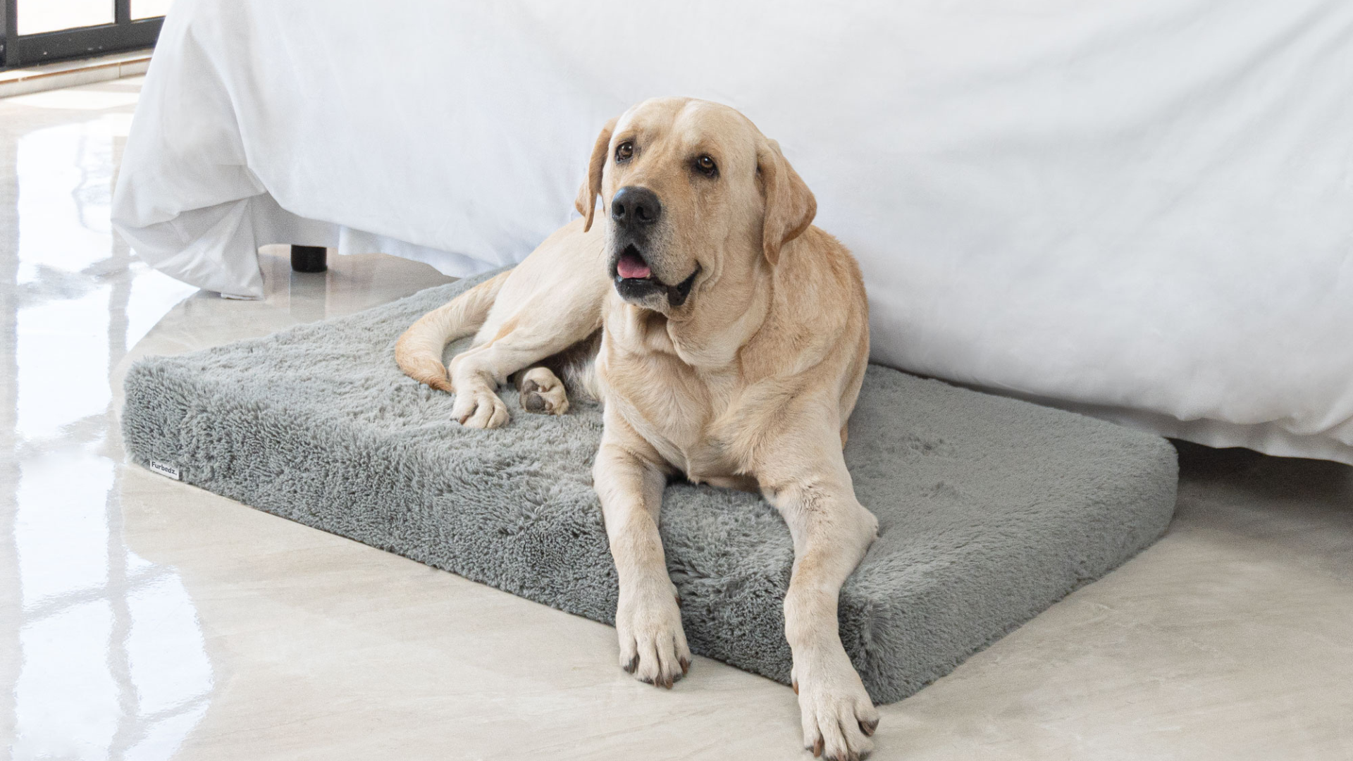 La mejor cama ortopédicas para perros mayores