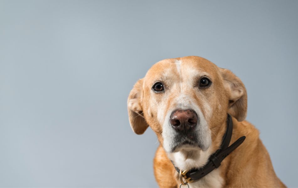 5 formas de calmar la ansiedad de tu perro