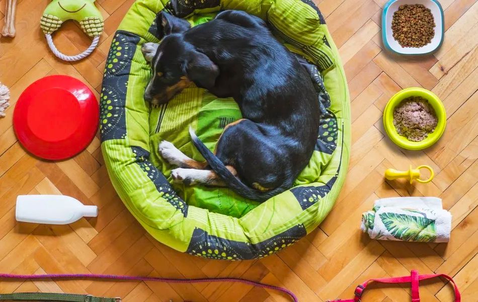 Todo para un nuevo perro en casa