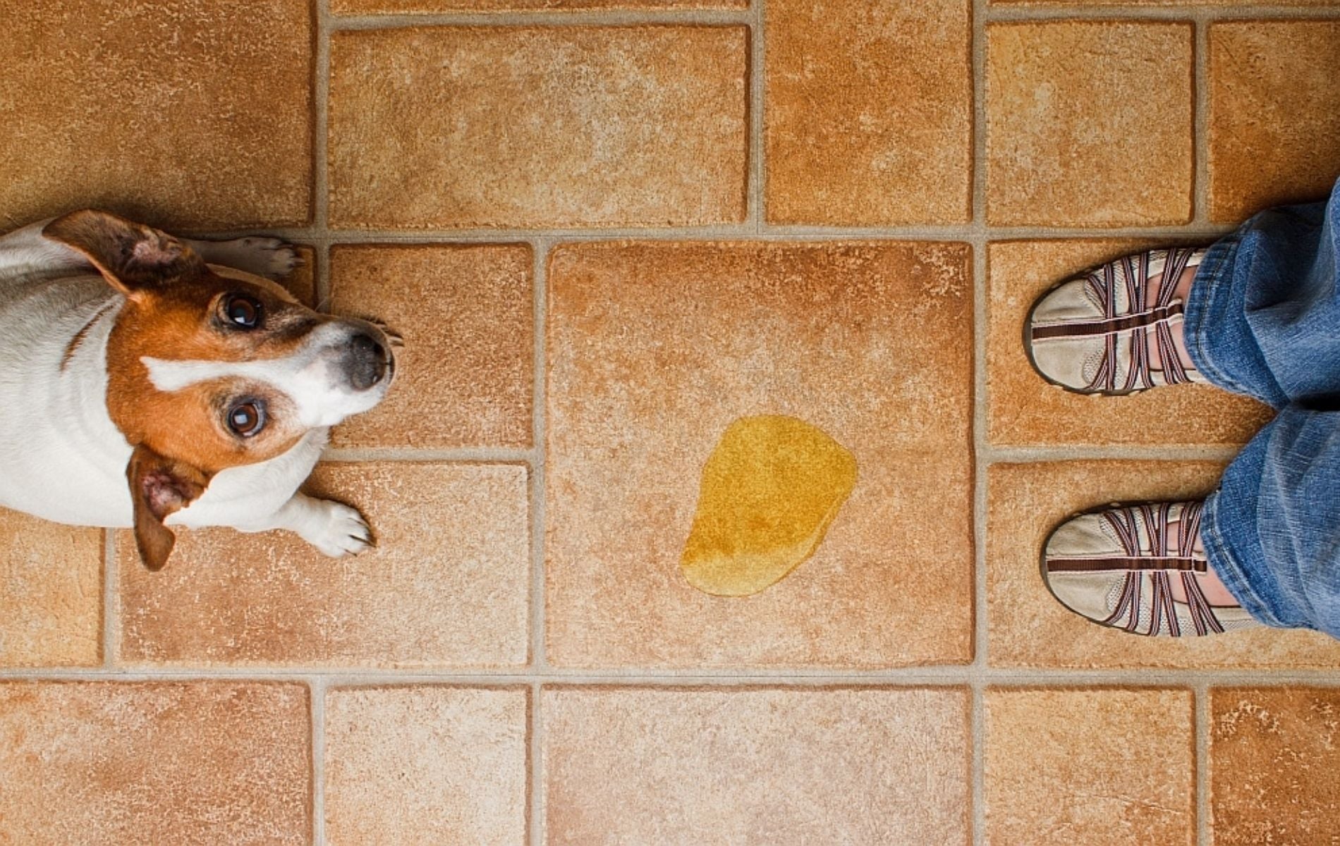 ¿Cómo Entrenar A Tu Nuevo Perro A Ir Al Baño En Casa?