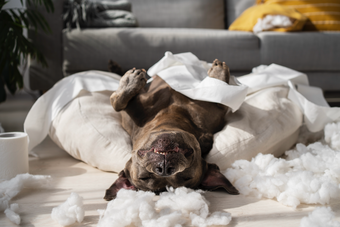 ¿Cada cuánto debo lavar la cama de mi perro?