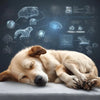 ¿Cómo afecta el sueño a la salud de tu perro? La importancia de una buena cama