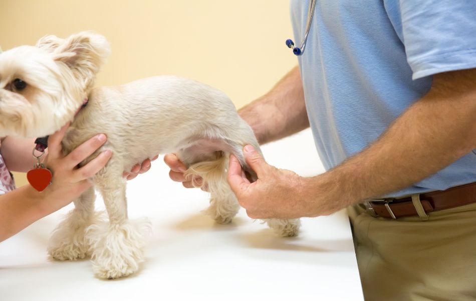 ¿Cómo saber si a mi perro le duelen las articulaciones?