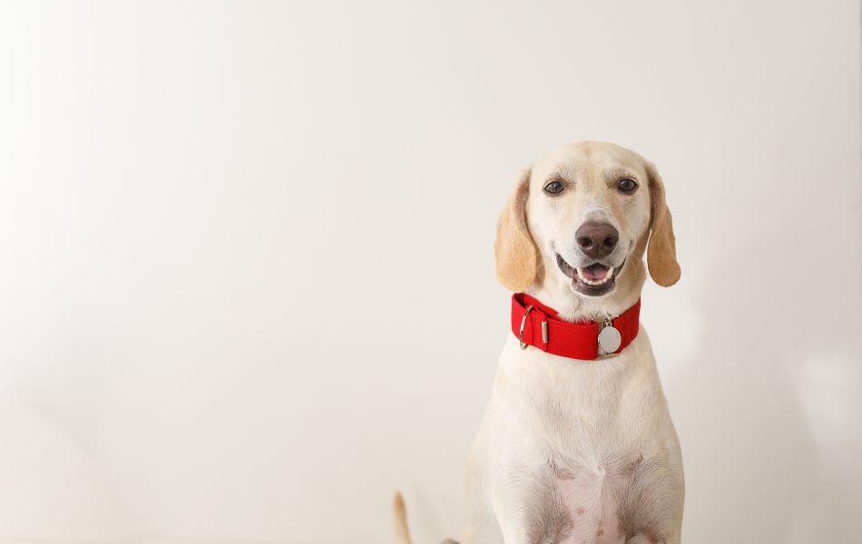 Cómo Elegir el Mejor Collar o Arnés para tu Perro: Guía Completa
