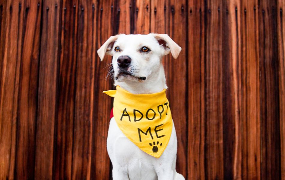 La Regla 3-3-3 de Adopción de Mascotas