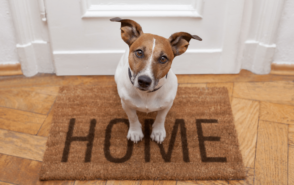 ¿Qué necesito saber antes de traer un perro a casa?