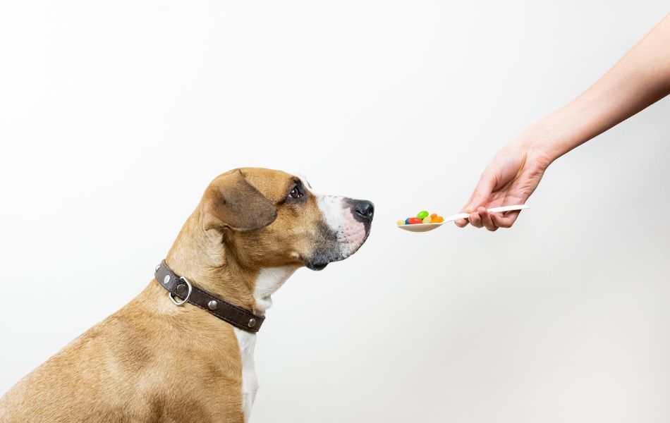 son seguros los suplementos para perros