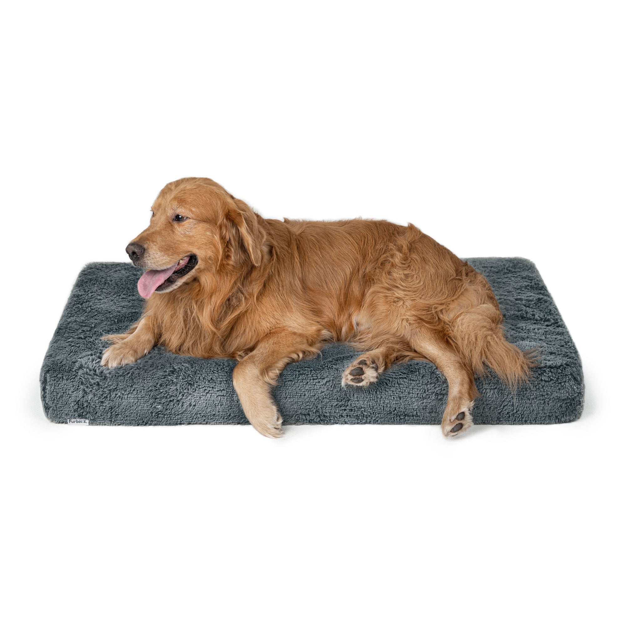 Hace Pis Porque Los Perros Se Orinan En La Cama De Sus Amos