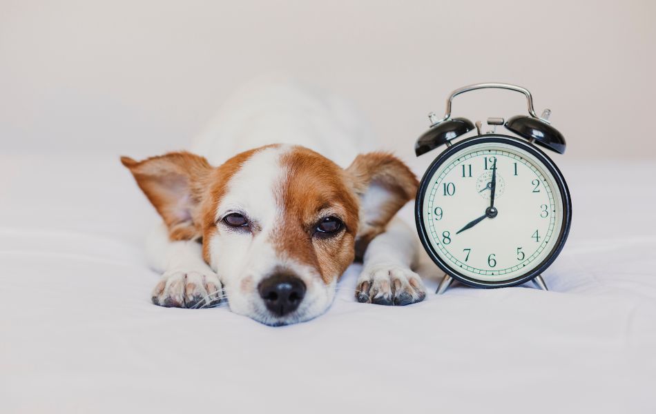 ¿Cuánto Tiempo Deben Dormir los Perros? Una Guía Completa