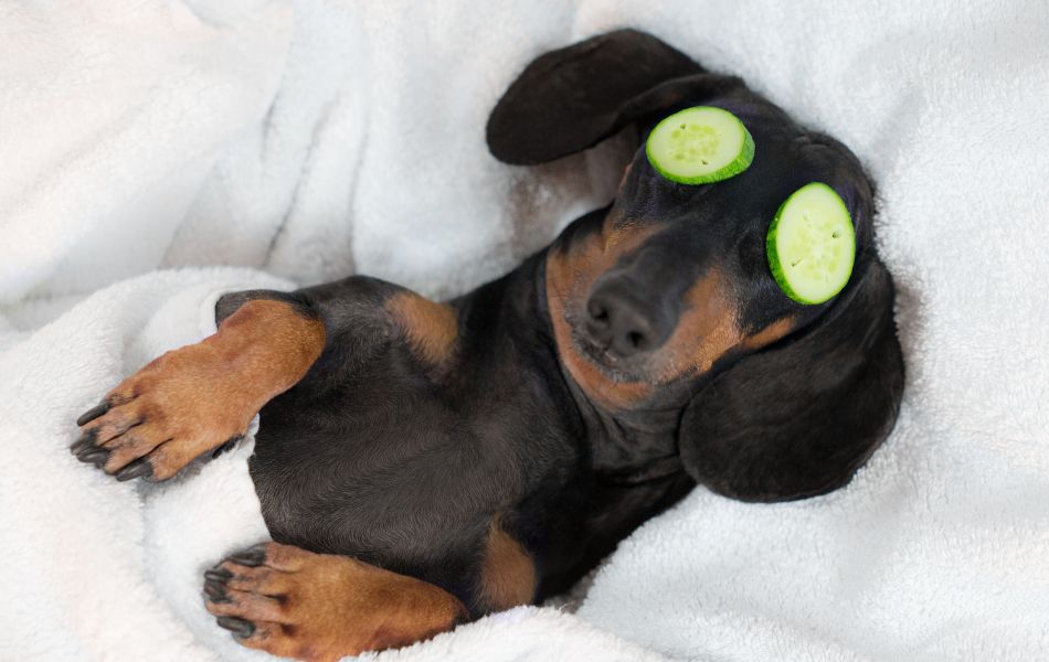 Consejos para Mantener a Tu Perro Fresco Durante la Noche