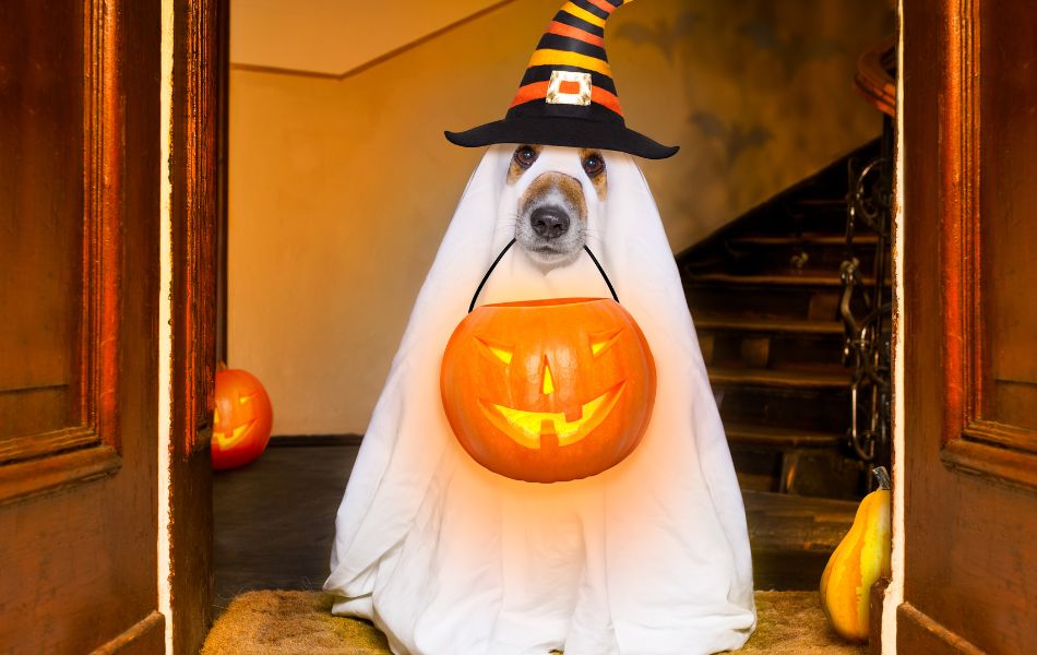 Cómo Preparar a Tu Perro para un Halloween sin Sustos