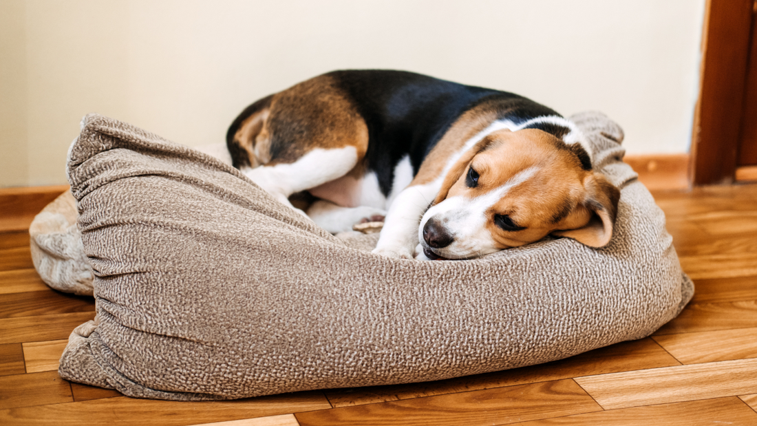 Las 7 señales de que tu perro necesita una nueva cama