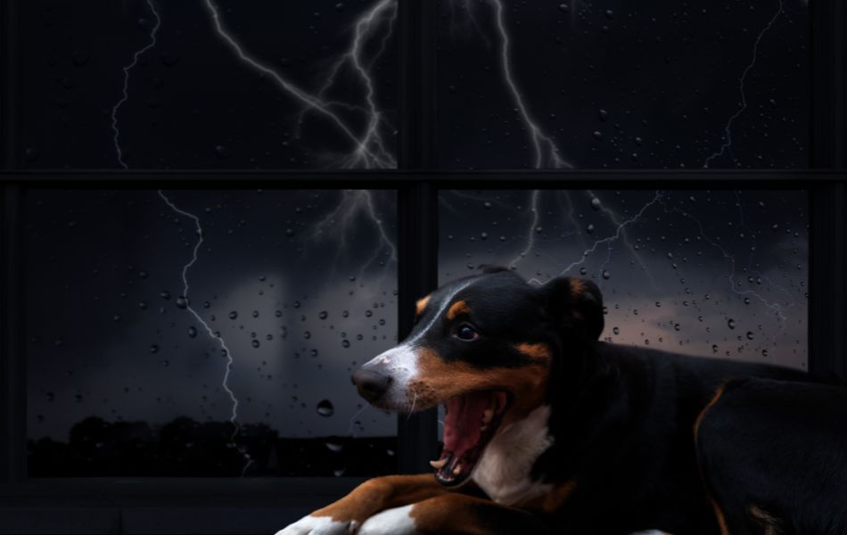 Cómo Cuidar a tu Perro en Temporadas de Tormentas y Huracanes (en México)