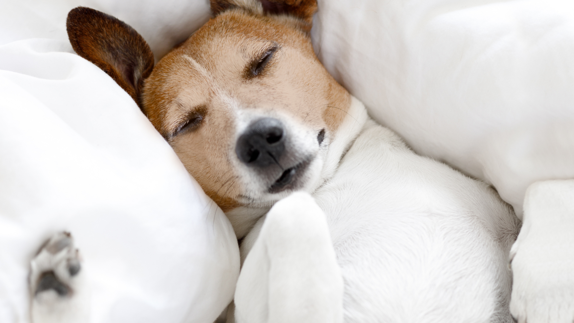 Beneficios de un buen descanso en perros activos