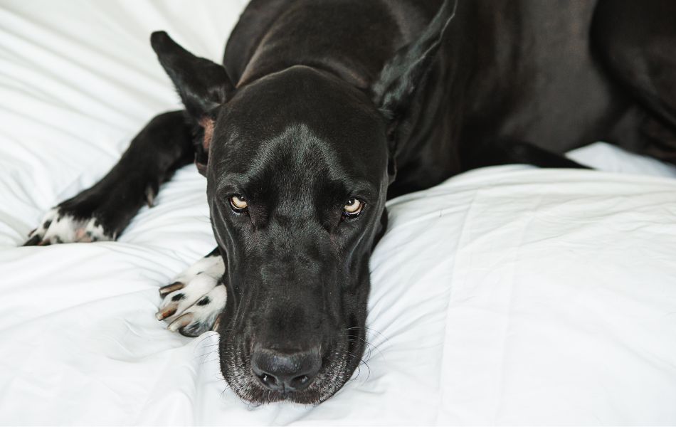 Cómo elegir la cama perfecta para tu perro grande