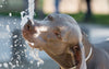 perro hidratar furbedz