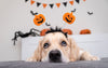 Halloween con tu Mascota: Guía para un Disfraz Seguro y Divertido