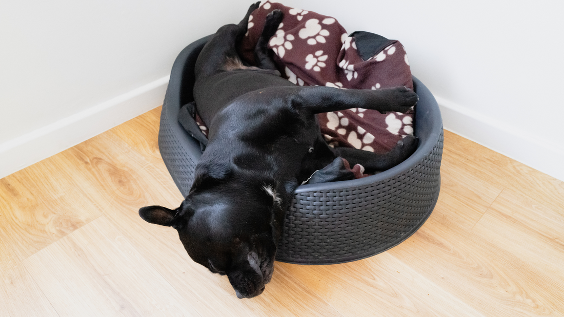 Los errores más comunes al comprar cama para perro