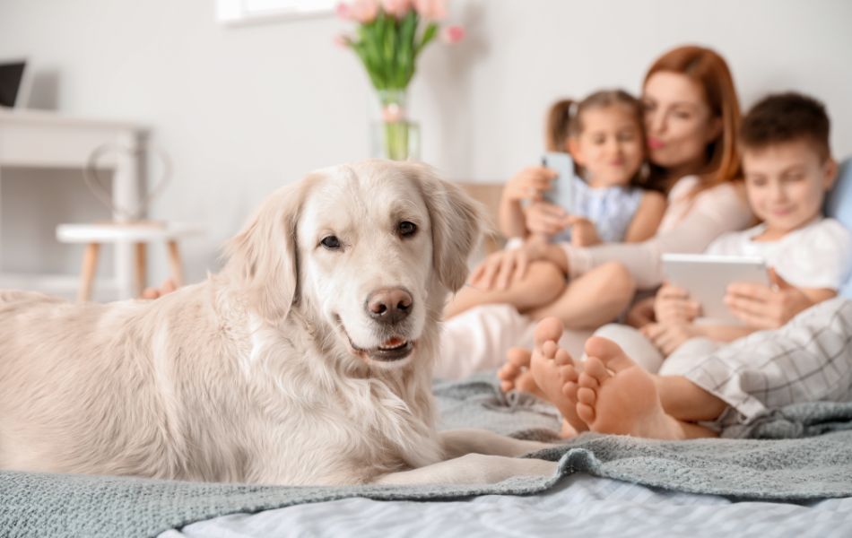 La mejor rutina para tu perro en este regreso a clases