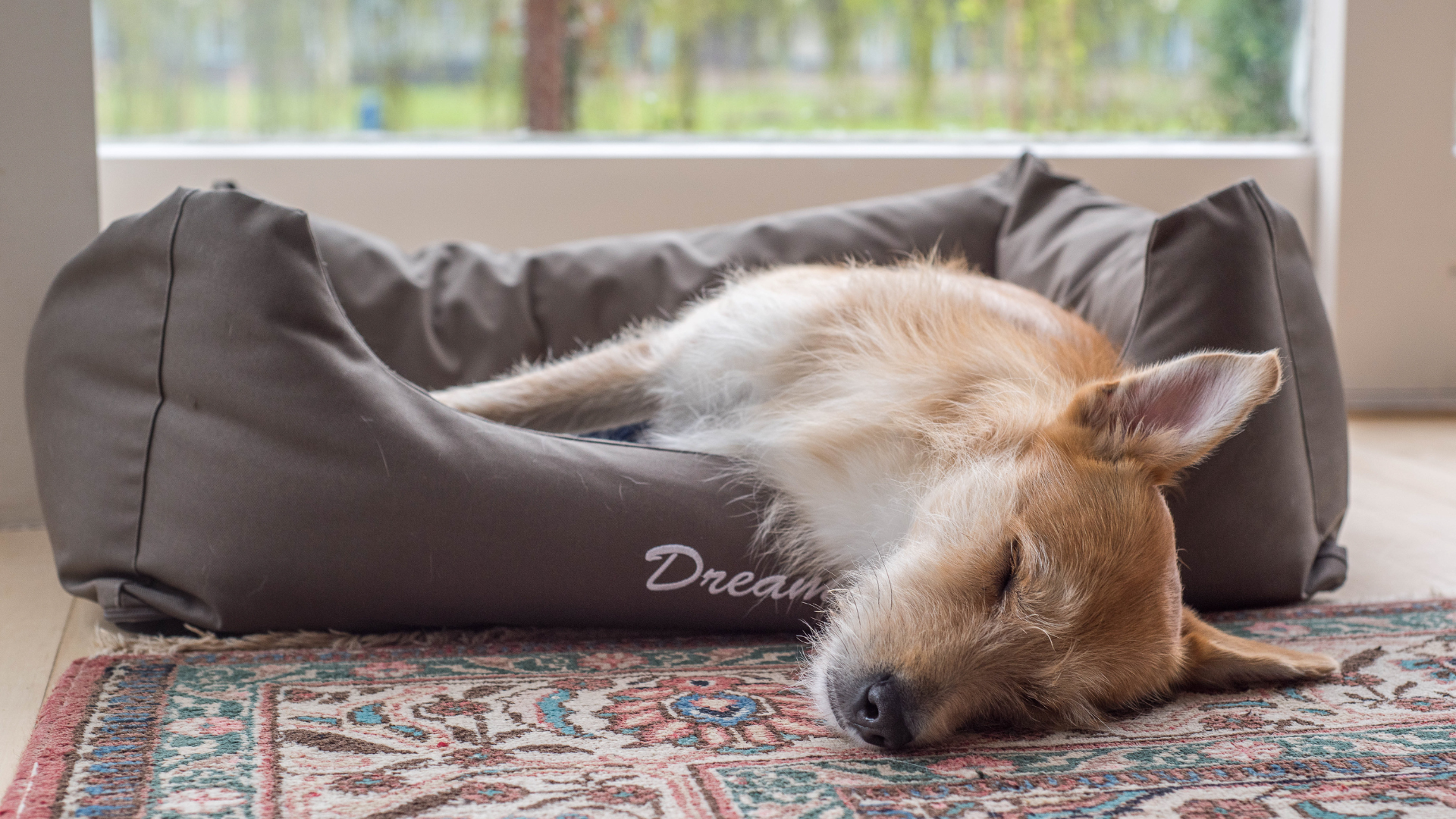 Cómo elegir el tamaño correcto de cama para tu perro