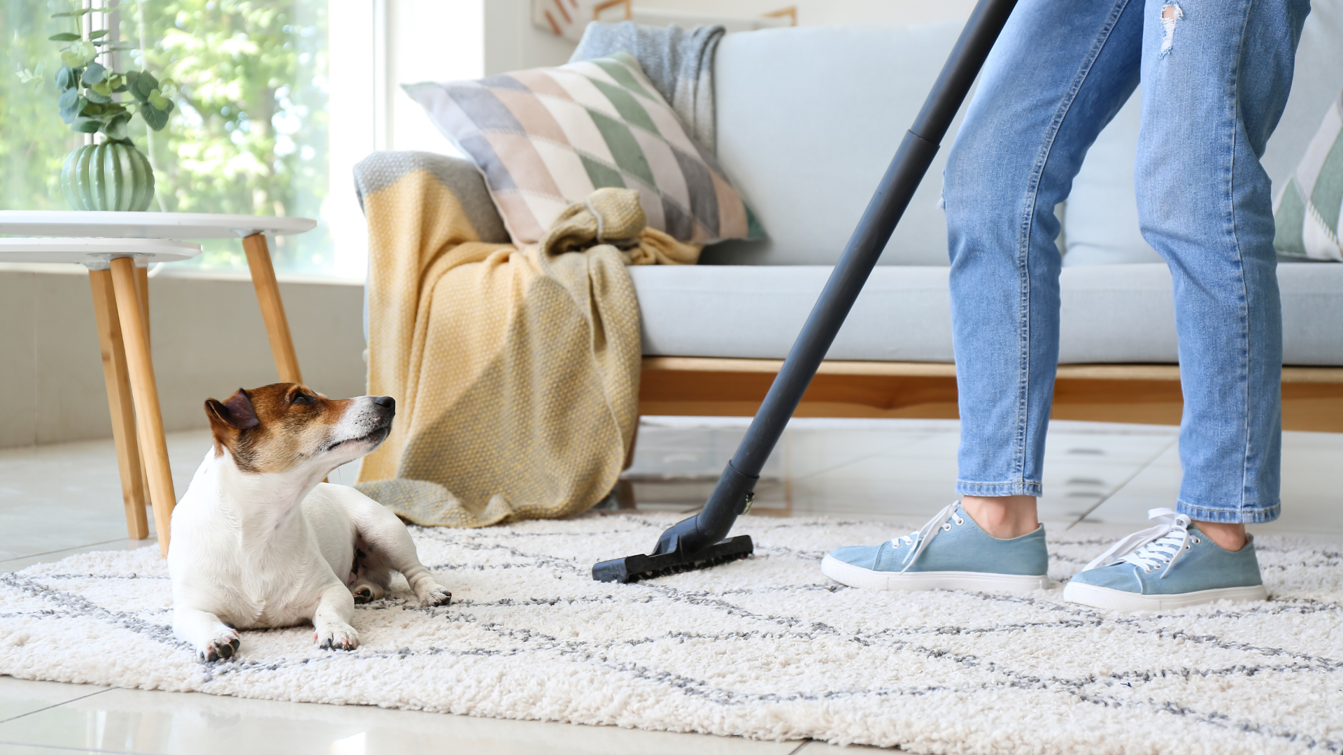 Cómo limpiar camas de perros con alergias