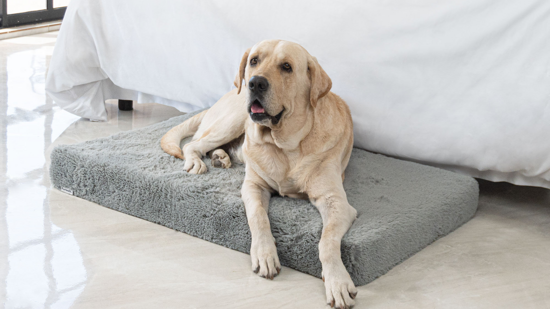La mejor cama ortopédicas para perros mayores