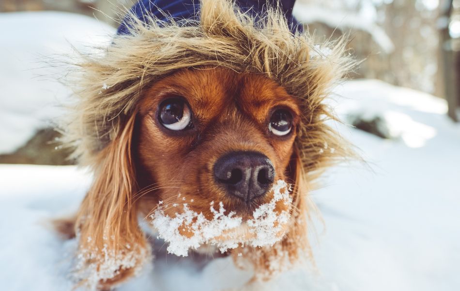 Nutrición para tu Perro en Invierno: ¿Qué Cambios Deberías Considerar?