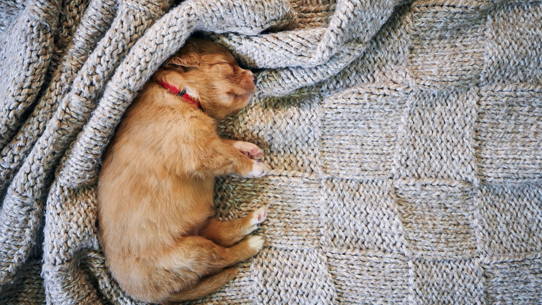 Las mejores telas para camas de perro