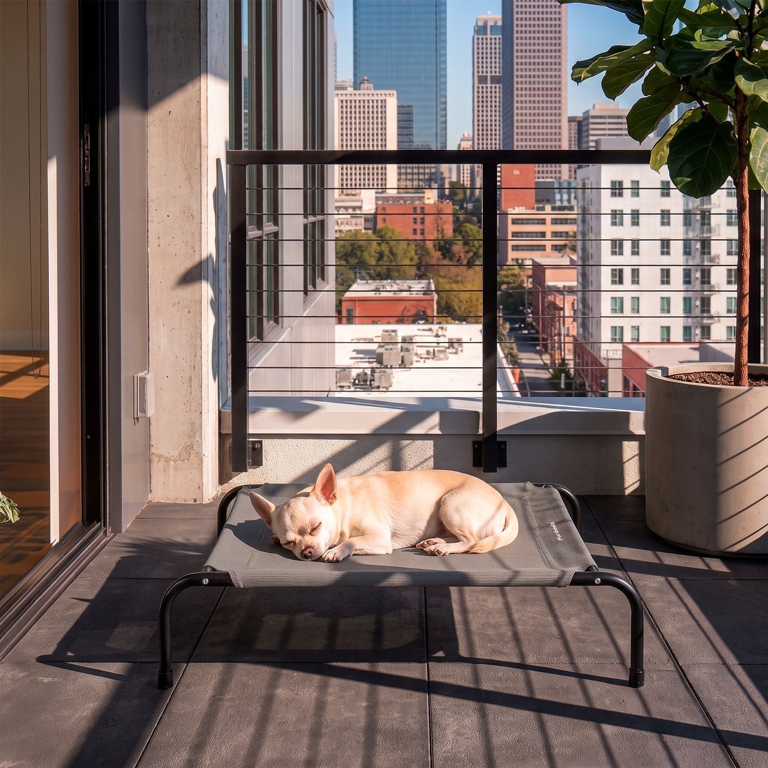 perro chihuahua en una cama elevada para perros de furbedz