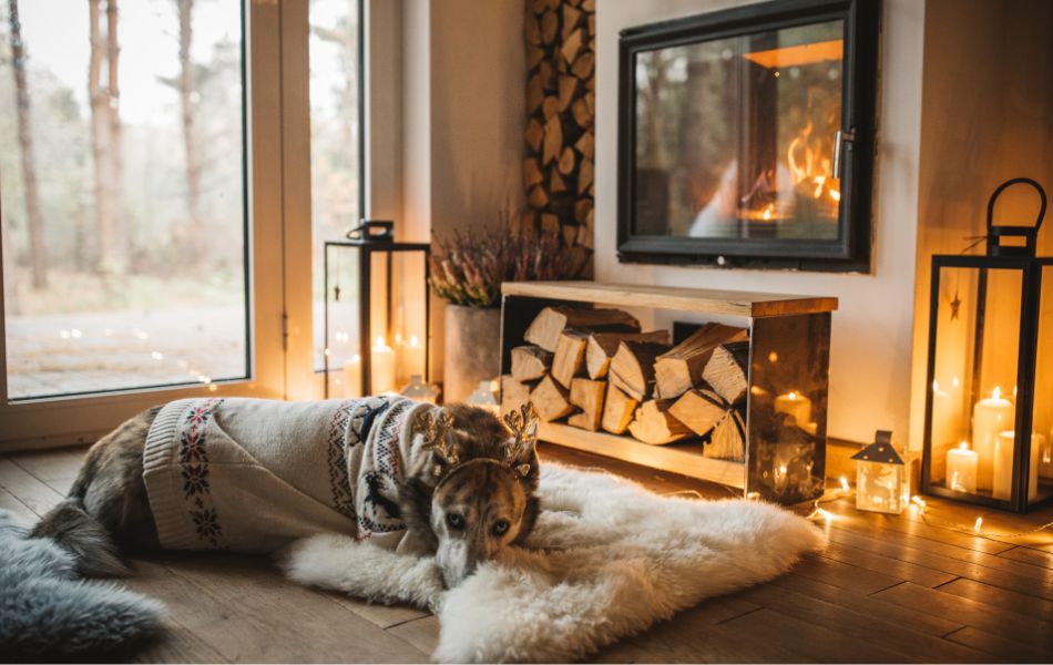 Guía Completa para Disfrutar las Vacaciones de Diciembre con tu Perro