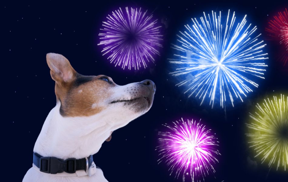 Cómo Ayudar a tu Perro a Manejar el Estrés Durante los Fuegos Artificiales en Festividades