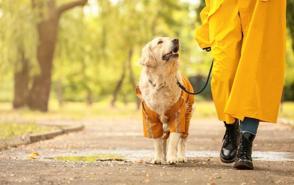 Cuidados Esenciales para Perros durante el Otoño en México: Guía Completa