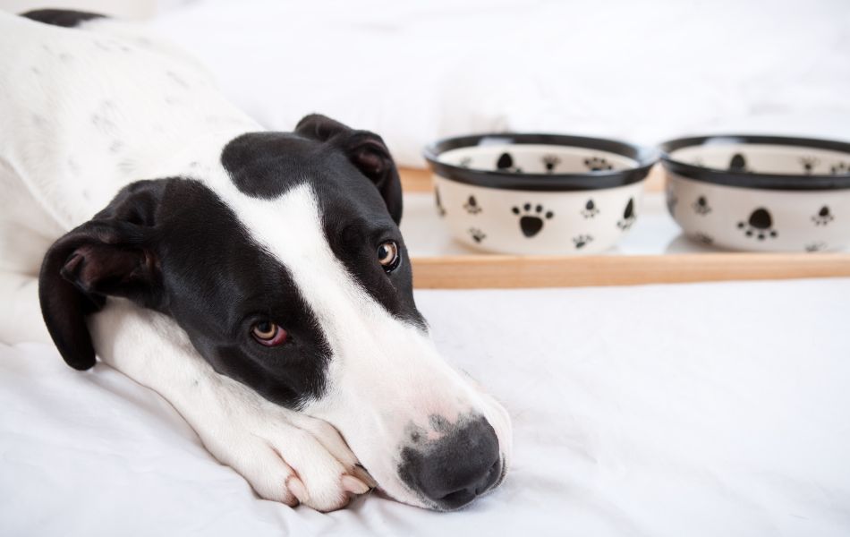 ¿Tu perro no quiere comer croquetas?