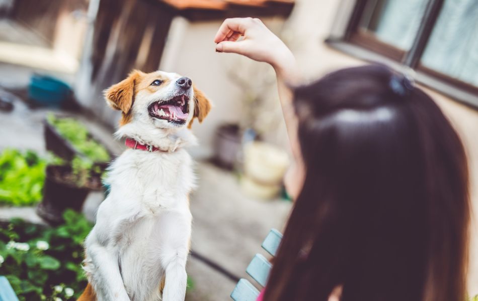 7 snacks saludables para tu mascota