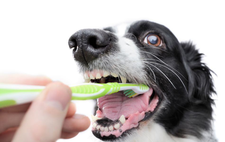 Masticables vs. Cepillado de Dientes