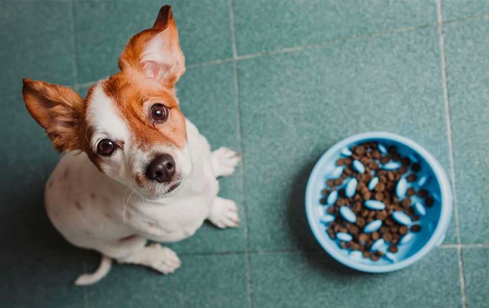 Plato de alimentación lenta para perros