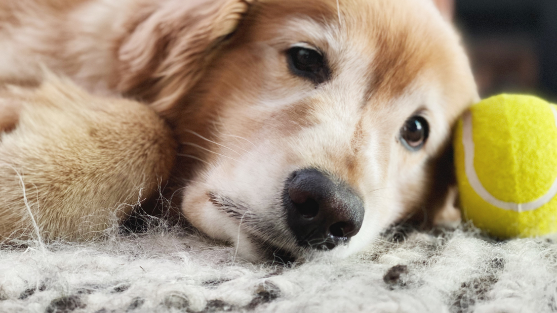 El impacto del dolor articular en el sueño de tu perro