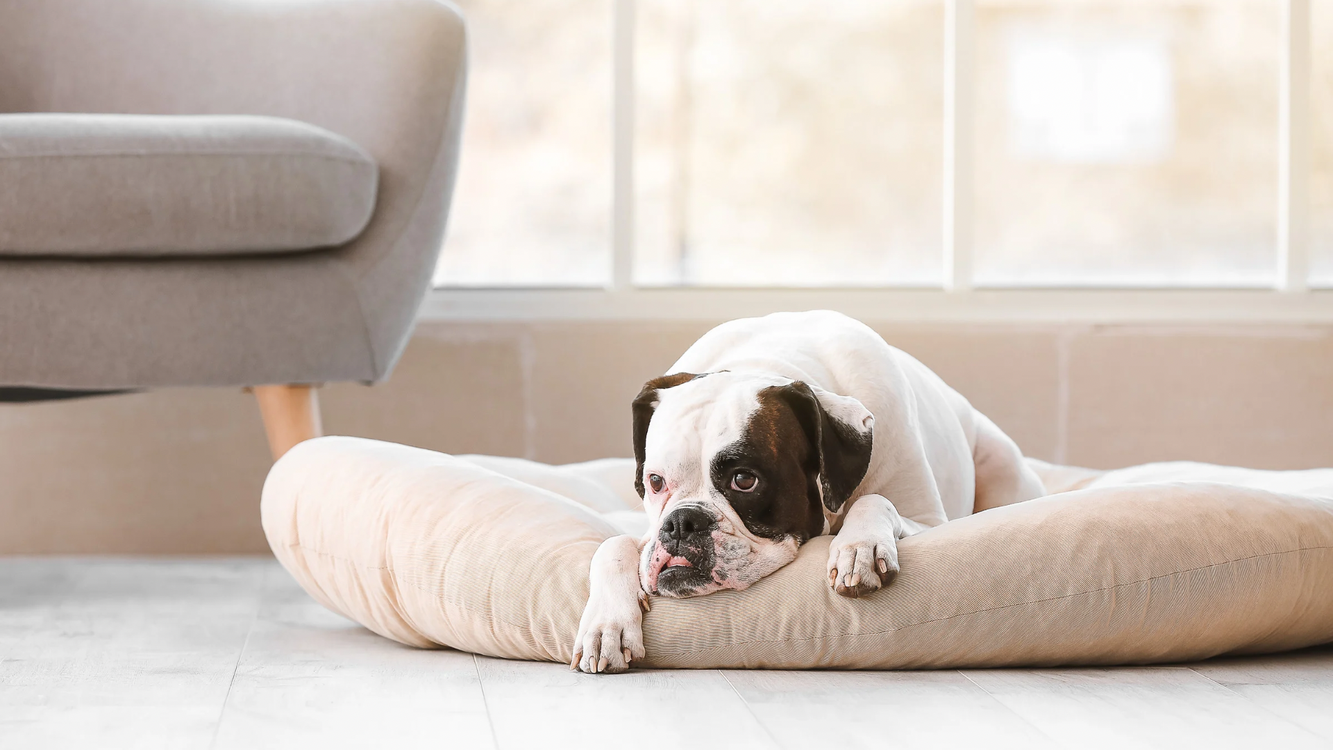 ¿Dónde colocar la cama de tu perro?