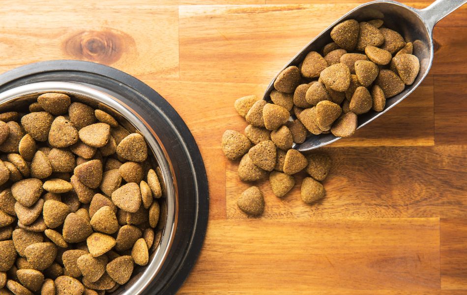 ¿Cómo cambiar de alimento a tu perro?