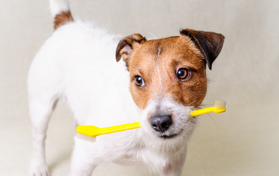 ¿Necesitas cepillar los dientes de tu cachorro?