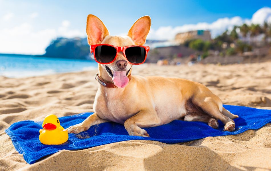 ¿Cómo mantener a tu perro fresco durante el verano?