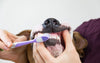 ¿Cómo mantener las encías de tu perro sanas y limpias?
