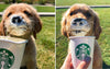 ¿Qué es un ‘Puppuccino’ de Starbucks?