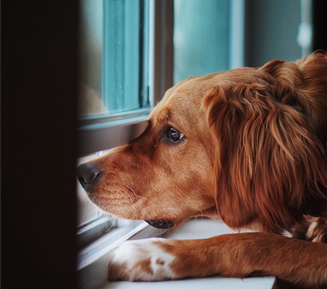 ¿Qué hacer si tu perro tiene ansiedad cuando te vas? Tips que funcionan
