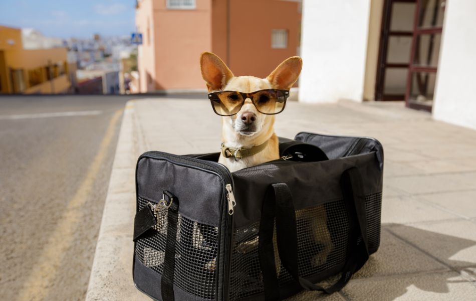 Destinos de Vacaciones Amigables para Mascotas en México