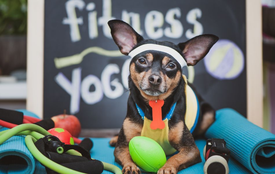 Ejercicio y actividad física para mascotas