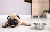 ¿Qué hacer si tu Perro Sufre un Golpe de Calor? Guía de Acciones Inmediatas